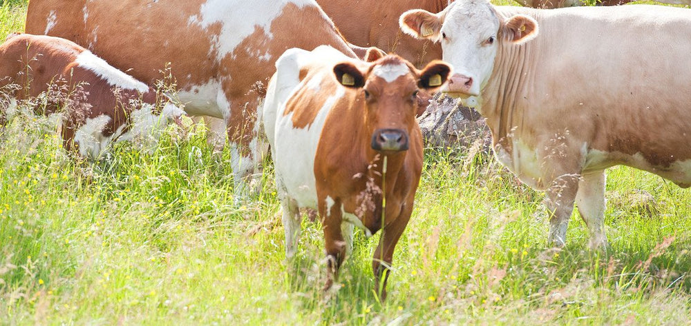 Familjen Cavallin, Kored Alboga