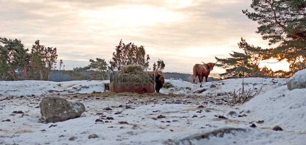Sara & Gunnar Philipson, Resö Highland