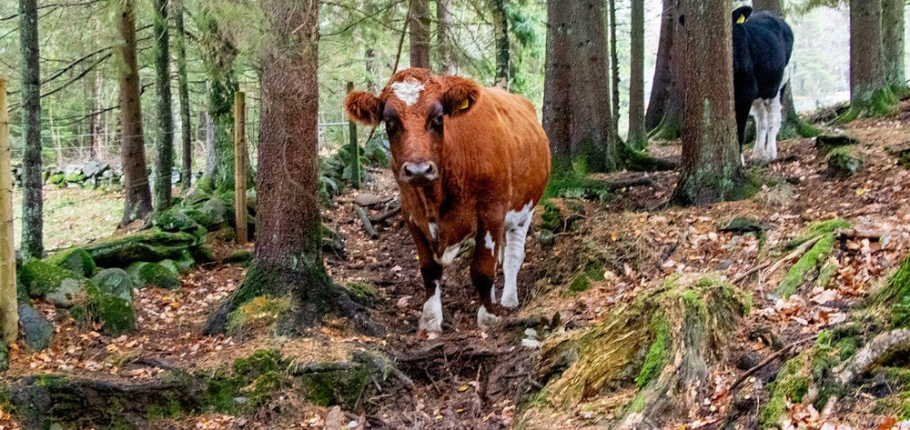 Simon Olsson, Björfjäll